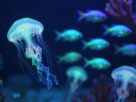 curiosidades sobre bioluminescência